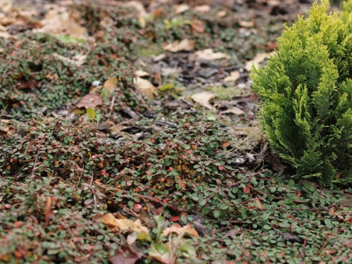 Cotoneaster procumbens 'Queen of Carpet'